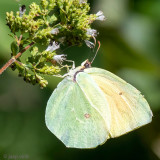 Cleopatra butterfly - Cleopatra - Gonepteryx cleopatra