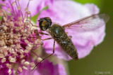 Bombyliidae - Wolzwever - Petrorossia hespera