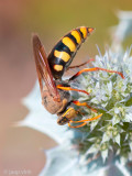 Crabronidae - Graafwesp - Stizus ruficornis