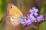 Small Heath - Hooibeestje - Coenonympha pamphilus