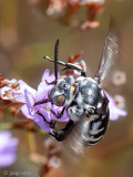 Cuckoo bee - Vlekkenbij - Thyrsus ramosus