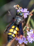 Scoliidae - Dolkwesp - Colpa sexmaculata 