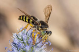 Crabronidae - Harkwesp - Bembix spec
