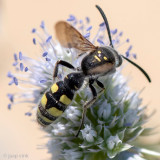 Scoliidae - Dolkwesp - Colpa sexmaculata 