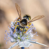 Crabronidae - Harkwesp - Bembix spec
