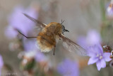 Bombyliidae - Geelknopwolzwever - Bombylius posticus