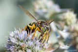 Crabronidae - Harkwesp - Bembix spec