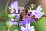 Great Banded Furrow-Bee - Breedbandgroefbij - Halictus scabiosae