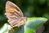 Lattice Brown - Grote Schaduwzandoog - Kirinia roxelana