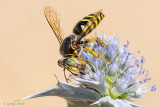 Crabronidae - Harkwesp - Bembix spec