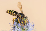 Crabronidae - Harkwesp - Bembix spec