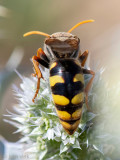 Crabronidae - Graafwesp - Stizus ruficornis