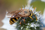 Crabronidae - Graafwesp - Stizus ruficornis