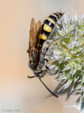 Scoliidae - Dolkwesp - Colpa sexmaculata 