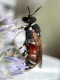Colletidae - Rode Maskerbij - Hylaeus variegatus