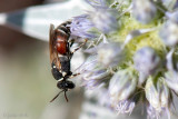 Colletidae - Rode Maskerbij - Hylaeus variegatus