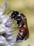 Colletidae - Rode Maskerbij - Hylaeus variegatus