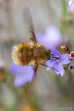 Bombyliidae - Geelknopwolzwever - Bombylius posticus