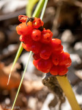 Lords and Ladies  - Gevlekte Aronskelk - Arum maculatum