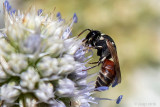Colletidae - Rode Maskerbij - Hylaeus variegatus