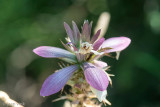 Spiny Bears Breech - Doornige Acanthus - Acanthus spinosus