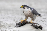 Peregrine - Slechtvalk - Falco peregrinus
