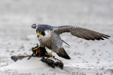 Peregrine - Slechtvalk - Falco peregrinus