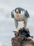 Peregrine - Slechtvalk - Falco peregrinus