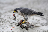 Peregrine - Slechtvalk - Falco peregrinus