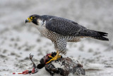 Peregrine - Slechtvalk - Falco peregrinus