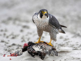 Peregrine - Slechtvalk - Falco peregrinus
