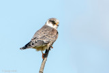 Red-footed Falcon - Roodpootvalk - Falco vespertinus