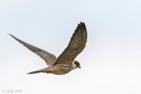 Red-footed Falcon - Roodpootvalk - Falco vespertinus