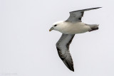 Northern Fulmar - Noordse Stormvogel - Fulmarus glacialis