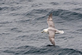 Northern Fulmar - Noordse Stormvogel - Fulmarus glacialis