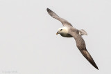 Northern Fulmar - Noordse Stormvogel - Fulmarus glacialis