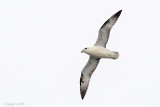Northern Fulmar - Noordse Stormvogel - Fulmarus glacialis