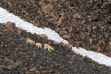Polar Bear - IJsbeer - Ursus maritimus