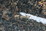 Polar Bear - IJsbeer - Ursus maritimus