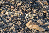 Polar Bear - IJsbeer - Ursus maritimus