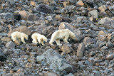 Polar Bear - IJsbeer - Ursus maritimus