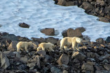 Polar Bear - IJsbeer - Ursus maritimus