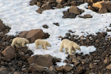 Polar Bear - IJsbeer - Ursus maritimus