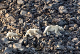 Polar Bear - IJsbeer - Ursus maritimus