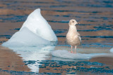 Iceland Gull - Kleine Burgemeester - Larus glaucoides