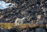 Polar Bear - IJsbeer - Ursus maritimus