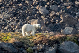 Polar Bear - IJsbeer - Ursus maritimus