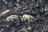 Polar Bear - IJsbeer - Ursus maritimus