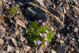 Moss Campion - Stengelloze Silene - Silene acaulis