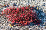 Arctic Willow - Poolwilg - Salix arctica